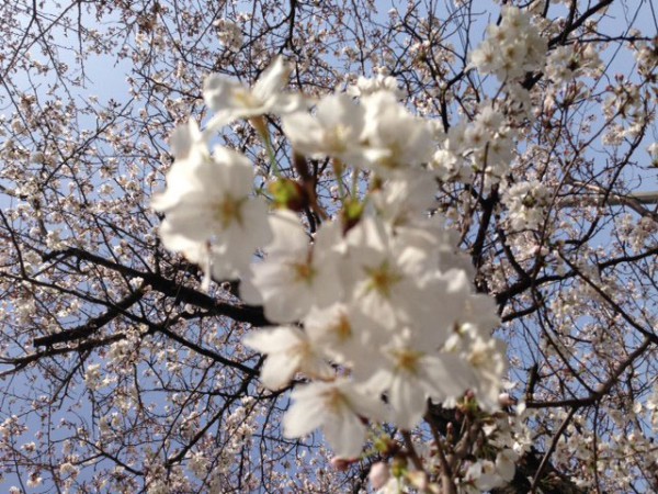 熊本の桜